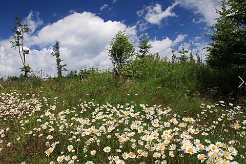 Lipno - zimní motiv