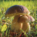 Two mashrooms in grass